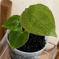 アンスリウム,花のある暮らし,わが家の観葉植物❢,観葉植物のある暮らし,花友募集中✨の画像