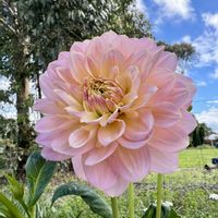 ダリア,ニュージーランド,雪山,薄いピンク色の花,皆既月食2026の画像