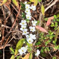 ユキヤナギ,散歩にて,いいねをありがとうございます¨̮♡︎,GSのみなさんに感謝♡︎ʾʾの画像