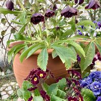 クリスマスローズ,クリスマスローズ,ヒヤシンス,ヒヤシンス,八重咲きクリスマスローズの画像