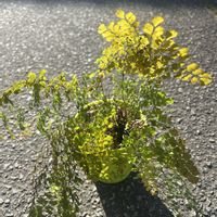 アジアンタム,シダ植物,シダ愛好会,毎月４日はシダの日,チーム岐阜の画像