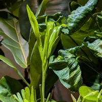 テーブルヤシ,観葉植物,熱帯植物,植物のある暮らし,botanical lifeの画像