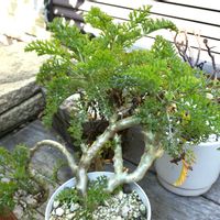 ペラルゴニウム,成長記録,挿木,カルノーサムの画像