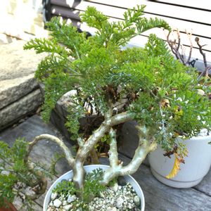 ペラルゴニウム,成長記録,挿木,カルノーサムの画像