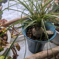 スノードロップ,トックリラン,トックリラン,ガクアジサイ(斑入り),額紫陽花(ガクアジサイ)の画像