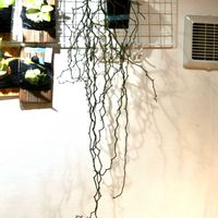 マダガスカリエンシス,成長記録,挿木,ジグザグの木,デカリアの画像