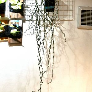 マダガスカリエンシス,成長記録,挿木,ジグザグの木,デカリアの画像