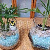 テーブルヤシ,テラリウム,グラスの画像