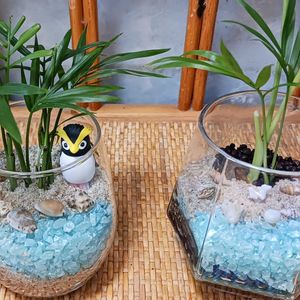テーブルヤシ,テラリウム,グラスの画像