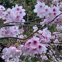 キルタンサス,クリスマスローズ,ツバキ,ネメシア,ポピーの画像