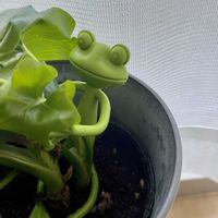 セローム,セローム,観葉植物,観葉植物のある暮らしの画像