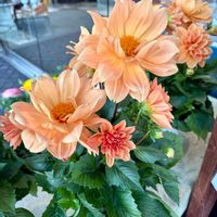 アネモネ,ダリア,お花屋さんの画像