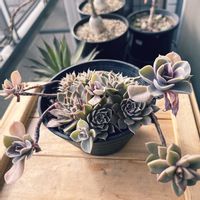 エケベリア, ブロンズ姫, ブロンズ姫,エケベリア ベンバディス,ウエストレインボーの画像