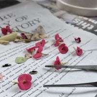 ハナキリン,ハナキリン,ミニ花麒麟,ミリーエンペラー.,ミニ花キリンの画像