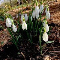 スノードロップ,球根植物,山野草,多年草,ヒガンバナ科の画像