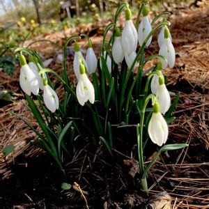スノードロップ,球根植物,山野草,多年草,ヒガンバナ科の画像