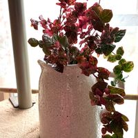 ハツユキカズラ,ほしつながり,花言葉に心をのせて,たいせつななかま♡,ＧＳは笑顔で⭐️の画像