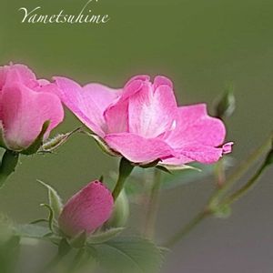 恵比寿大黒,八女津姫,多肉植物,塊根植物,ピンクの花の画像