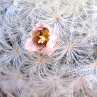 サボテン科　マミラリア属　白星,シルバーレース,サボテン白星,こぼれ種から．,ｼﾙﾊﾞｰﾚｰｽの画像