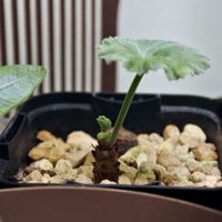 ペラルゴニウム,実生,成長記録,ミラビレの画像