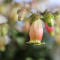 チューリップ,チューリップ,カランコエウェンディ,カランコエ ウェンディ,球根の画像