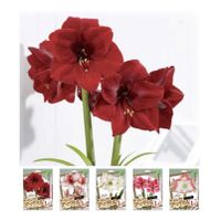 アマリリス,球根,カネコ種苗,家庭菜園の画像