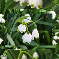 スノーフレーク,デンドロビウム エンジェルベイビー,富士山,ベランダガーデン,癒しの画像