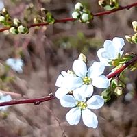 ユキヤナギ,花のある暮らし,大事に育てたい,キュンキュン乙女倶楽部,うどん県人会の画像