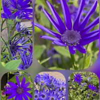 アネモネ,アネモネ,サイネリア,サイネリア,ベロニカの画像