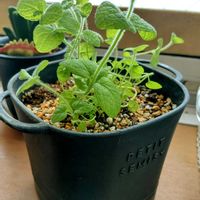 アップルミント,成長記録,種から,つぶやき,北海道の画像