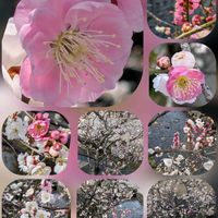 アネモネ,ウメ,オウバイ,ナンテン,プリムラマラコイデスの画像