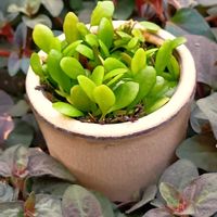 スターチス,スターチス,リシマキア,レインボーファン,ヒメオドリコソウの画像