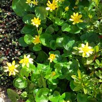 ヒメリュウキンカ,パンジー,スイートアリッサム の画像