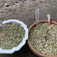 ウチョウラン,ウチョウラン,植え替えの画像