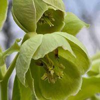 クリスマスローズ,ブルーベリー,ブルーベリー ピンクレモネード,感謝,花のある暮らしの画像