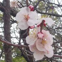 アンズ,公園の画像