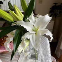 カサブランカ,リトルミッシー,スプリングワンダー,コノフィツム マウガニー,コウモリラン・ネザーランドの画像