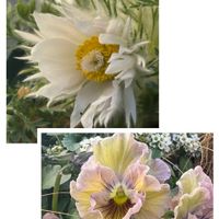 アリッサム,オキナグサ,多肉もお花も大好き❤️,白い水曜日♡,フェデネージュ モネ 積みわらの画像