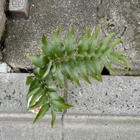 シダ,カタヒバ,オニヤブソテツ,カニクサ,イノモトソウの画像