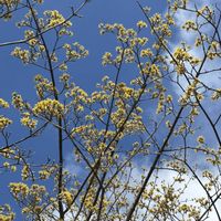 サンシュユ,レンゲソウ,ハクサイ,白菜,ヒメウズの画像