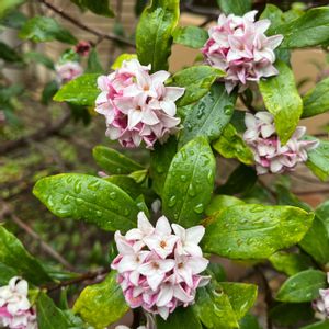 ジンチョウゲ,沈丁花,エクステリアの画像