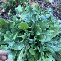 玉ねぎ,ロマネスコ,ネフロレピシス  ダフィー,ビカクシダ ネザーランド,プラティセリウム・ネザーランドの画像