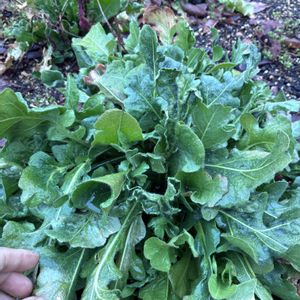 玉ねぎ,ロマネスコ,ネフロレピシス  ダフィー,ビカクシダ ネザーランド,プラティセリウム・ネザーランドの画像