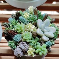 ブラックベリー,だるま秀麗,ベッラ デ インベルノ,花団錦,多肉植物の画像