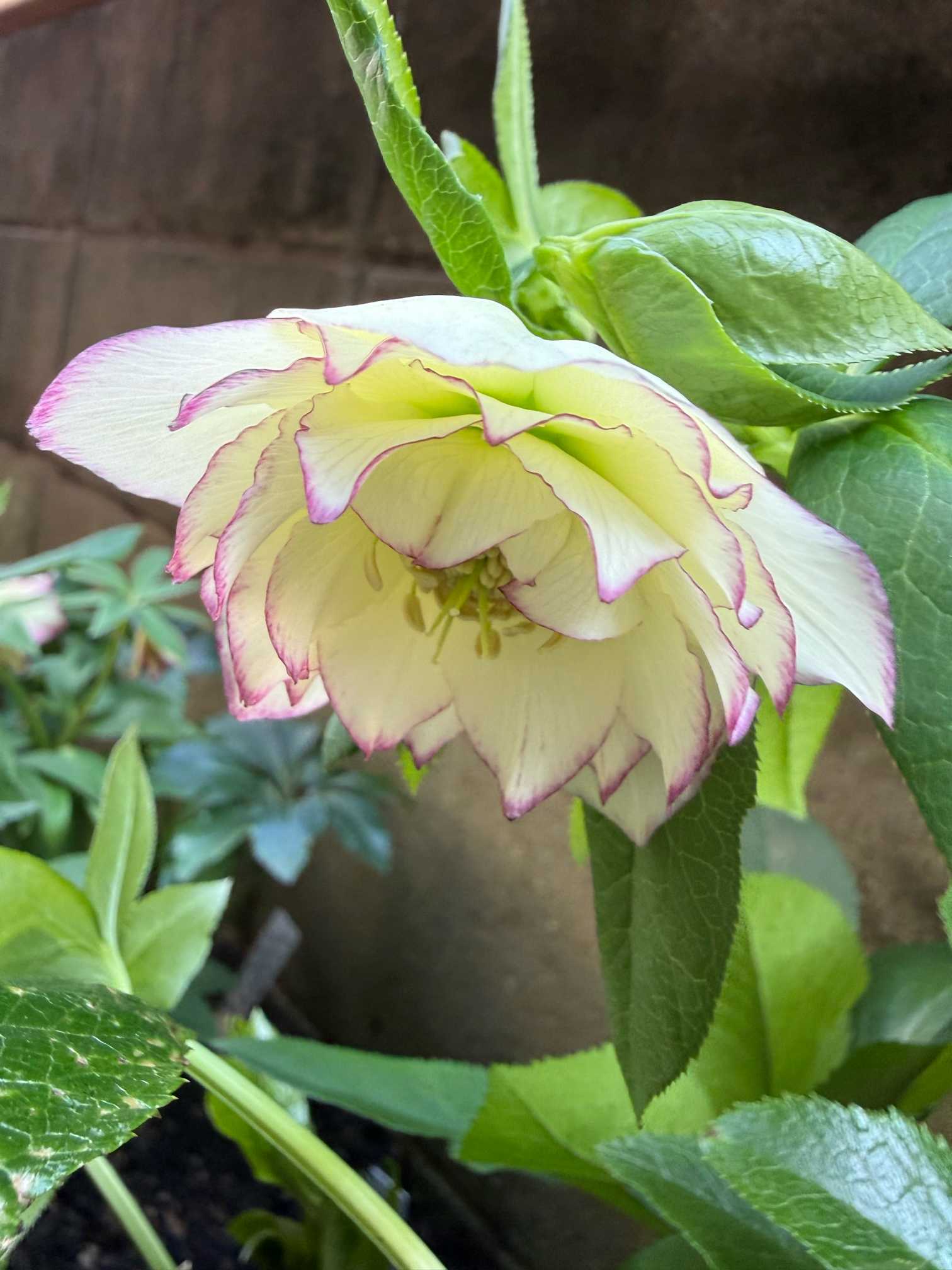 クリスマスローズ2026年の記録｜🍀GreenSnap（グリーンスナップ）