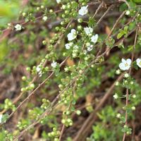 ユキヤナギ,白い水曜日♡の画像