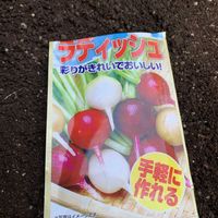ラディッシュ,ハツカダイコン,野菜園芸,家庭菜園の画像