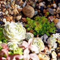 子持ち蓮華,森村万年草,ミラーレス一眼,ちっちゃいものクラブ,今日も今日とて‪ෆ  ̖́-‬の画像