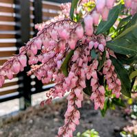 馬酔木,馬酔木(アセビ）,常緑低木,早春の画像