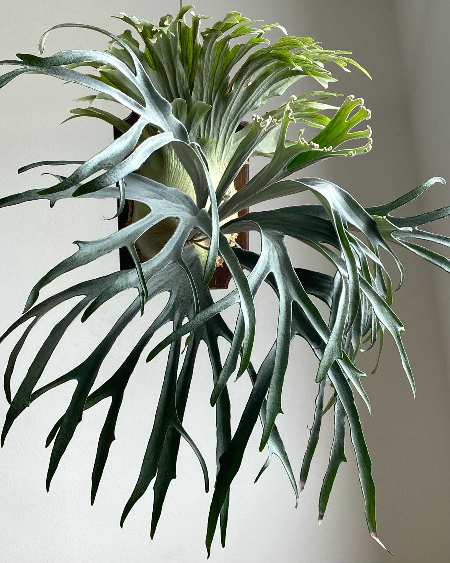 P. Rydeen 成長記録 2026.3.4｜🍀GreenSnap（グリーンスナップ）